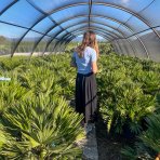 Palmička nízka (Chamaerops Humilis) - výška kmeňa 10-20 cm, celková výška 60-80 cm, kont. C15L  (-14°C) - 3 až 5 paliem v jednom kvetináči
